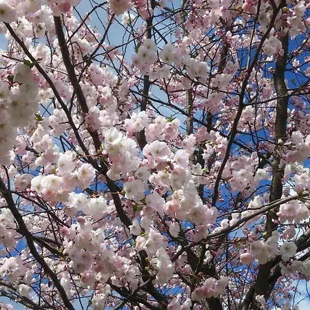 Baltic Amber In Diplomatic District & Free Parking *