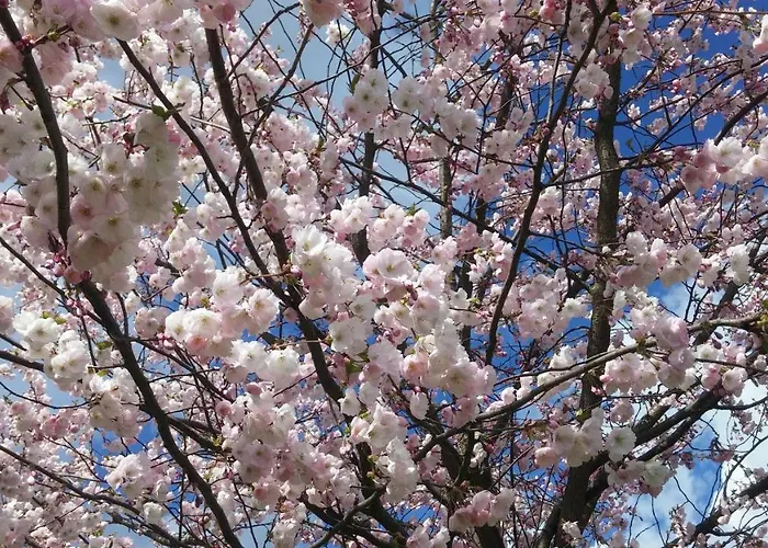 Baltic Amber In Diplomatic District & Free Parking *